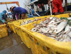 10 Jenis Ikan Ini Kandungan Merkurinya Tinggi, Tapi Banyak Dikonsumsi Masyarakat