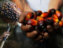 China Bakal Investasi Teknologi Pengolahan Kepala Sawit Terkini Rp. 149 Triliun di Indonesia