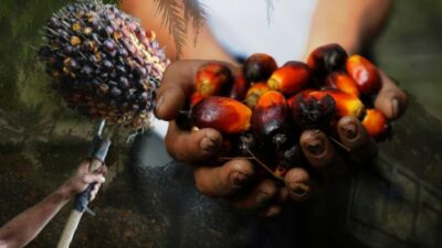 China Bakal Investasi Teknologi Pengolahan Kepala Sawit Terkini Rp. 149 Triliun di Indonesia