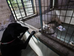 Anjing Dikuliti Hidup-hidup di Jateng, Ahmad Sahroni Desak Pelaku Ditangkap