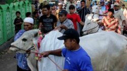 Tradisi Idul Adha Dengan Kearifan Lokal Indonesia: Apitan, Ngejot Hingga Manten Sapi