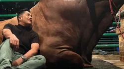 Benarkah Hewan Qurban Jadi Tunggangan Kita di Akhirat? Ini Penjelasan Ustadz Adi Hidayat