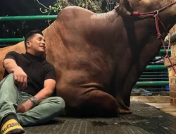 Benarkah Hewan Qurban Jadi Tunggangan Kita di Akhirat? Ini Penjelasan Ustadz Adi Hidayat