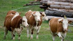 Pemerintah Buka Keran Impor Sapi, Firnando Ganinduto Wanti-wanti Nasib Peternak Lokal