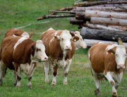 Pemerintah Buka Keran Impor Sapi, Firnando Ganinduto Wanti-wanti Nasib Peternak Lokal