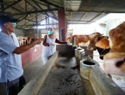 Daniel Johan Desak Pemerintah Rajin Sidak Sapi Gelonggongan Jelang Idul Adha: Bahaya!