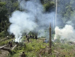 Bareskrim Ungkap 25 Hektare Ladang Ganja di Aceh, Barang Bukti Capai 180 Ton