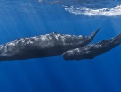 Ahli Konservasi Laut IPB: Tambang Nikel di Raja Ampat Ancam Paus Sperma dan Pari Manta