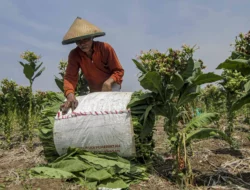 Budayawan: Sumbang Cukai Rokok Rp. 216,9 Triliun, Kretek Dihancurkan Bangsa Sendiri