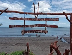 Eduwisata Seru ke Gumuk Kantong, Lihat Penyu Bertelur Hingga Lepas Tukik ke Laut