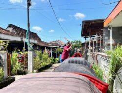 5 Tradisi Idul Adha Turun Temurun di Jawa Timur: Manten Sapi Hingga Mepe Kasur