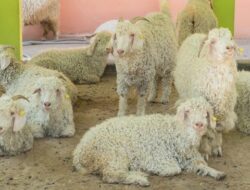 Jangan Asal Dibagikan! Ini Aturan Syariat Pembagian Daging Qurban