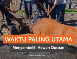 Ini Waktu Paling Utama Menyembelih Hewan Qurban