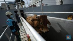 Sapi Impor Asal Australia Tak Bisa Disembelih Untuk Idul Adha, Ini Alasannya
