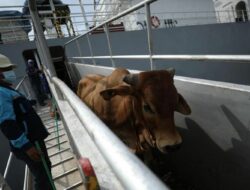 Sapi Impor Asal Australia Tak Bisa Disembelih Untuk Idul Adha, Ini Alasannya