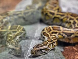 Cara Mengusir Ular Dari Dalam Rumah Sesuai Ajaran Rasulullah SAW