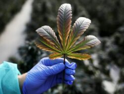 BNN Gandeng Universitas Udayana Lakukan Riset Ganja Untuk Kebutuhan Medis