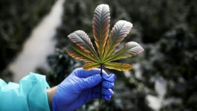 BNN Gandeng Universitas Udayana Lakukan Riset Ganja Untuk Kebutuhan Medis