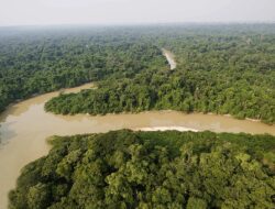 Netizen Indonesia Balas Perlakuan Netizen Brasil, Hutan Amazon Banjir Rating Bintang 1 di Google Maps