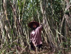 Menteri ESDM Bahlil Lahadalia Bakal Ubah Tebu Jadi BBM, Food Estate Merauke Dikebut