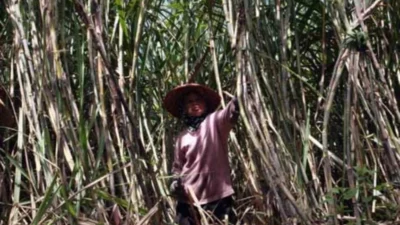 Menteri ESDM Bahlil Lahadalia Bakal Ubah Tebu Jadi BBM, Food Estate Merauke Dikebut