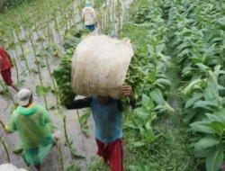 Para Petani Tembakau Ramai-ramai Tagih Janji Presiden Prabowo
