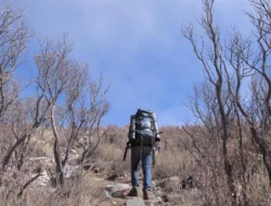 Misterius Namun Memikat, Ini 5 Wisata Hutan Mati di Sejumlah Gunung di Jawa