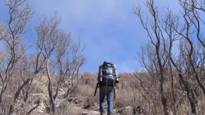 Misterius Namun Memikat, Ini 5 Wisata Hutan Mati di Sejumlah Gunung di Jawa