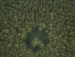 Pengawasan Hutan Lemah, Potensi PNBP Menguap Hingga Rp. 15,9 Triliun Per Tahun