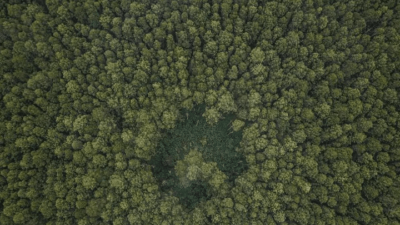 Pengawasan Hutan Lemah, Potensi PNBP Menguap Hingga Rp. 15,9 Triliun Per Tahun