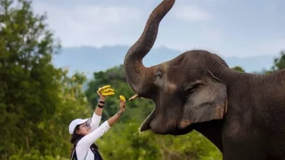 Ini 5 Wisata Seru Yang Izinkan Interaksi Langsung Dengan Gajah di Habitat Aslinya