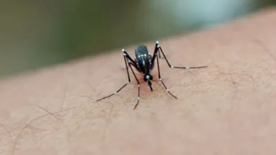 Waspada! Kasus Chikungunya Meledak di 5 Provinsi Termasuk Zona Merah