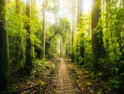 5 Keunikan Pulau Yakushima di Jepang, Hutan Lumut Abadi Studio Ghibli