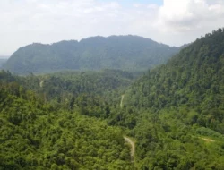 Ekspansi Tambang Nikel Ancam Nilai Ekonomi Hutan Morowali Rp 2,81 Triliun per Tahun