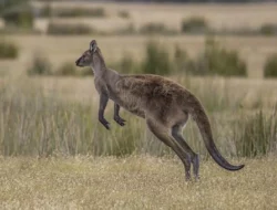 Ini 5 Aktivitas Seru Yang Bisa Kamu Lakukan di Pulau Kangaroo, Australia