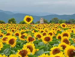 5 Destinasi Terbaik Untuk Melihat Bunga Matahari di Korea Selatan