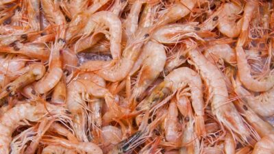 Senator John Kennedy Sebut Makan Udang Impor RI Bisa Bikin Warga AS Jadi Alien