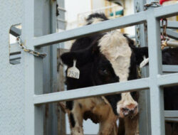 Puteri Komarudin Dorong Pemerintah Libatkan Peternak Kecil di Program Sapi Merah Putih