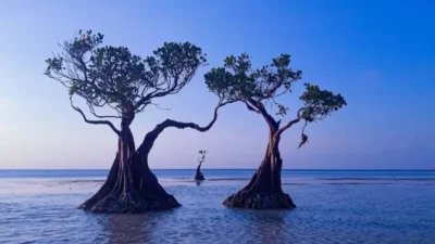 Pantai Walakiri, Menikmati Keajaiban Senja Bak Negeri Dongeng di Sudut Sumba Timur