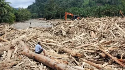 Ahmad Muzani Yakin Tsunami Kayu Gelondongan di Sumatera Hasil Pembalakan Liar Bukan Pohon Tumbang