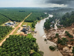 Sawit Sumatera: Mesin Ekonomi Triliunan Rupiah Versus Ancaman Lingkungan Hidup