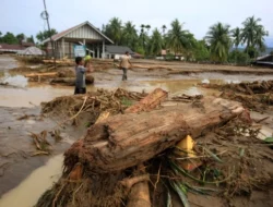 Ngeri! Gelondongan Kayu Raksasa Hanyut Terseret Arus Banjir di Sumut, Hasil Illegal Logging?