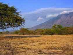 Ini Sederet Destinasi Wisata di Banyuwangi: Taman Nasional Baluran Hingga Hutan de Djawatan
