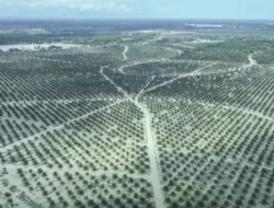 Satgas PKH Tagih Denda Rp. 13 Triliun ke 71 Korporasi Sawit dan Tambang Ilegal