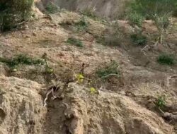Kebun Kopi Aceh Rusak 30 Persen Akibat Bencana, Forum Aksi Desak Perhatian Serius Kementerian Pertanian