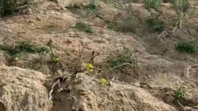 Kebun Kopi Aceh Rusak 30 Persen Akibat Bencana, Forum Aksi Desak Perhatian Serius Kementerian Pertanian