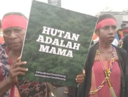WALHI Prediksi Papua Bakal Seperti Sumatera Jika Terus Deforestasi dan Ditanami Sawit