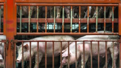 Muslim Wajib Hindari! Ini Daftar Bahan Kimia Yang Berasal Dari Babi