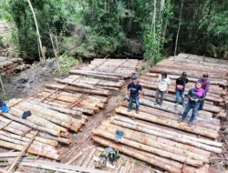 Ditemukan Ribuan Batang Kayu Ilegal di Ketapang Kalbar, Tersebar di Darat dan Sungai