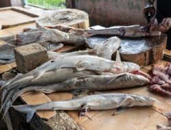 Termasuk Predator Laut Terbuas, Bolehkah Umat Islam Konsumsi Hiu?